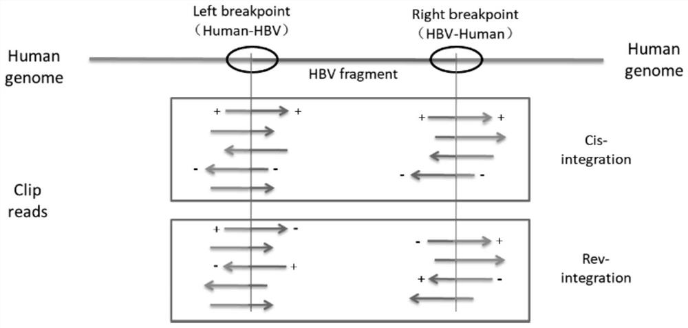 System and method for analyzing HBV DNA integration events from in-vitro serum