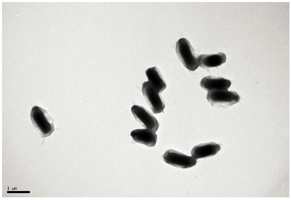 Preparation method and application of bacterial spore functional microsphere