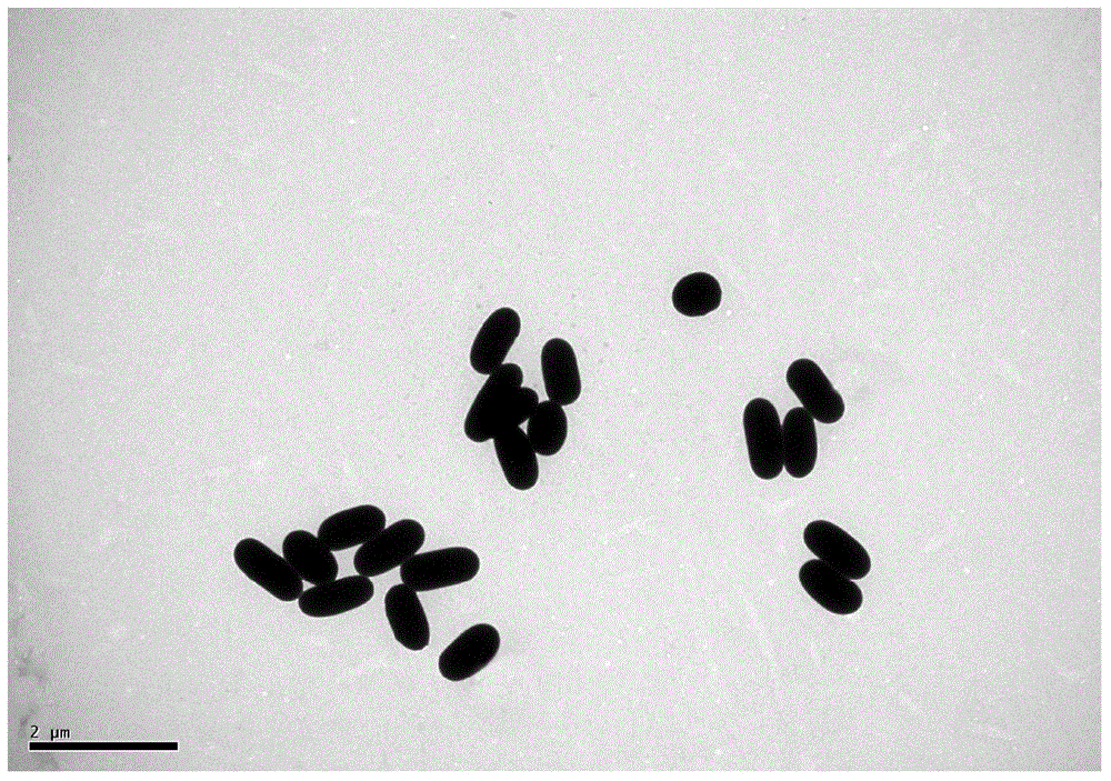 Preparation method and application of bacterial spore functional microsphere