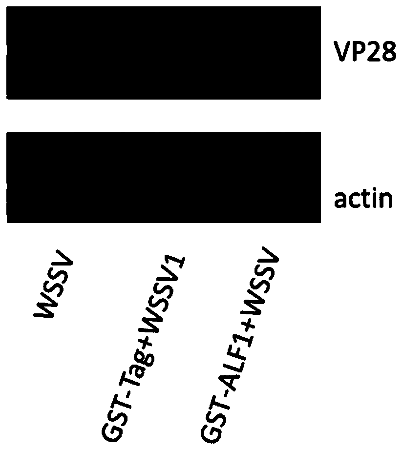 Procambarus clarkia anti-lipopolysaccharide factor gALF1 gene, coded gALF1 protein thereof and application thereof