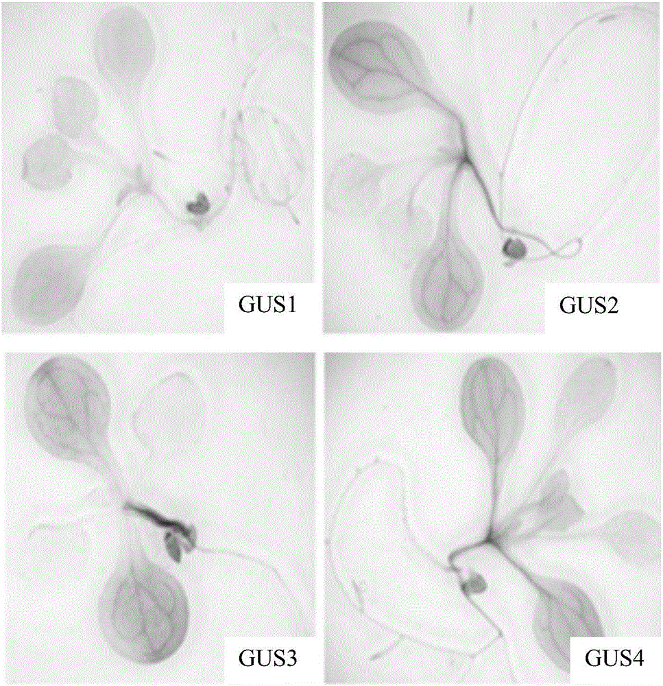 Inducible type promoter and application thereof