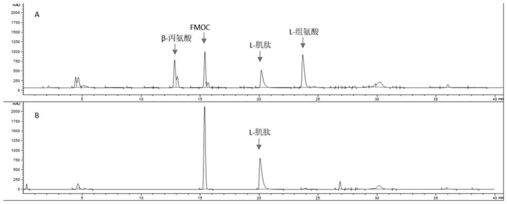 A kind of one-step synthesis method of L-carnosine and truncated L-carnosine synthetase