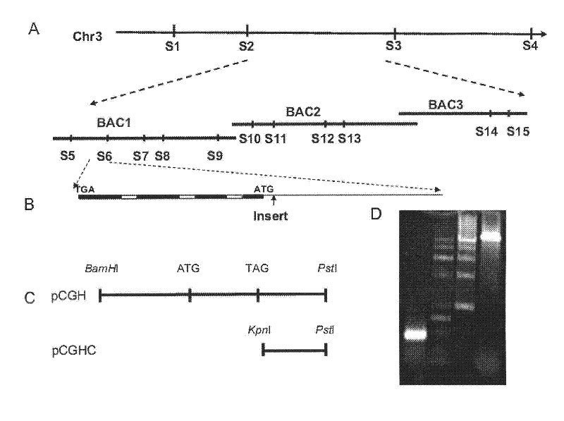 Protein used for controlling anthocyanidin content, coding gene thereof, and application thereof