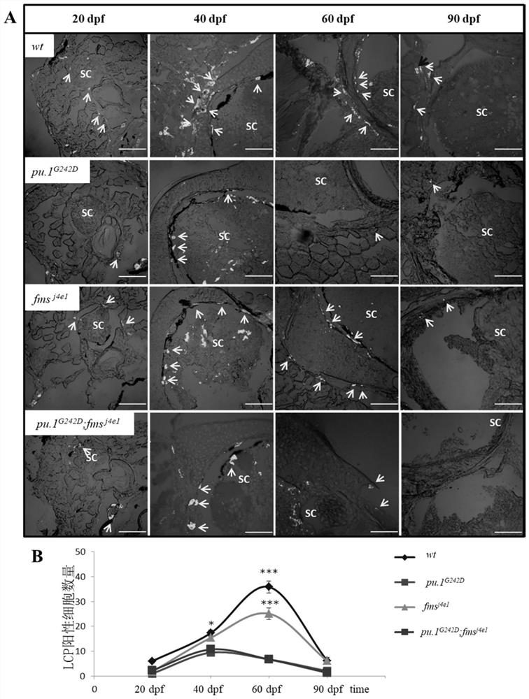 Application of amphimutation zebra fish in preparation of osteosclerosis animal model