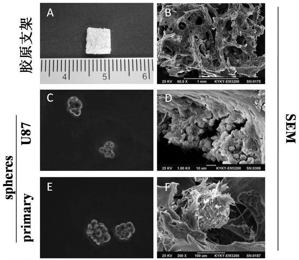 In vitro three-dimensional culture model of glioma stem cells and application thereof