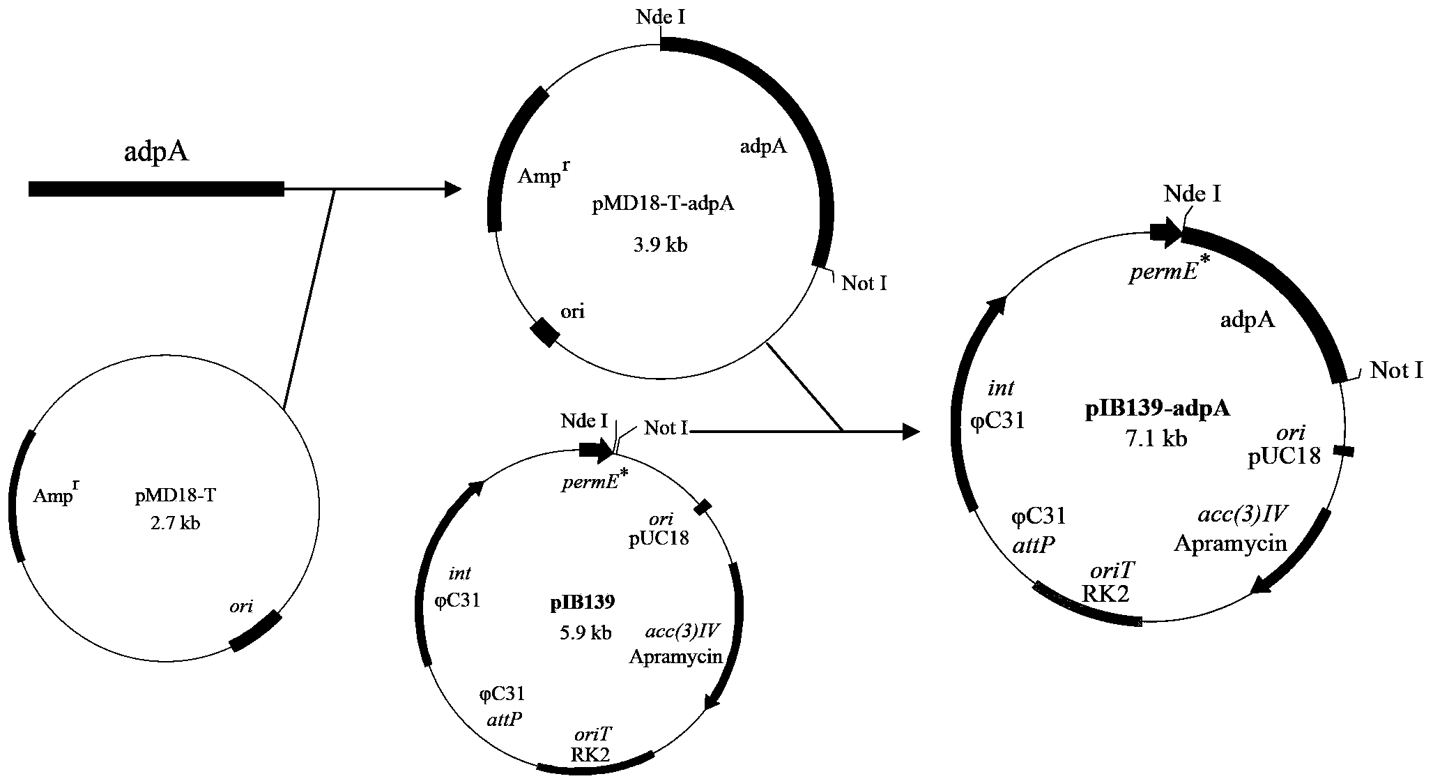 Recombinant streptomyces diastatochromogenes with reinforced adpA expression, construction method and application