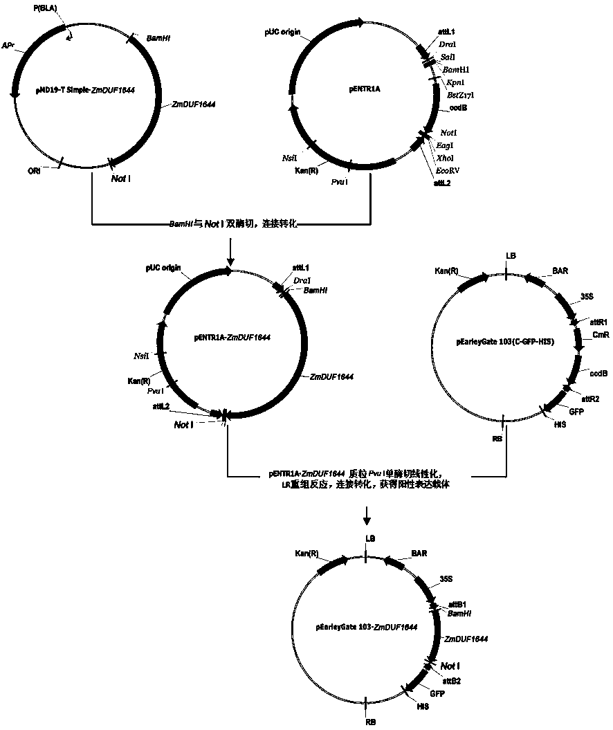 A new plant salt tolerance gene zmduf1644 and its expression vector and application