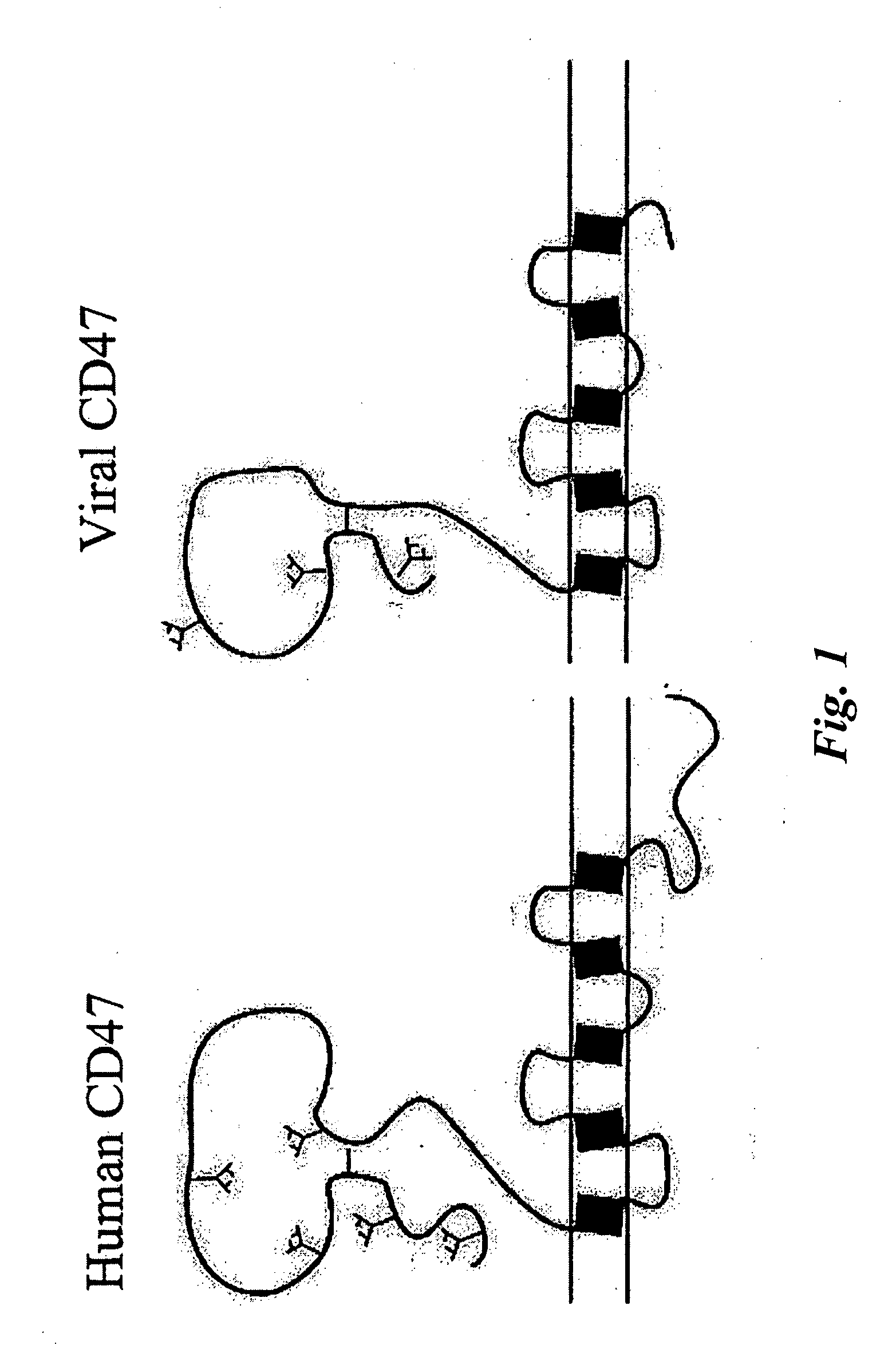 CD47 related compositions and methods for treating immunological diseases and disorders