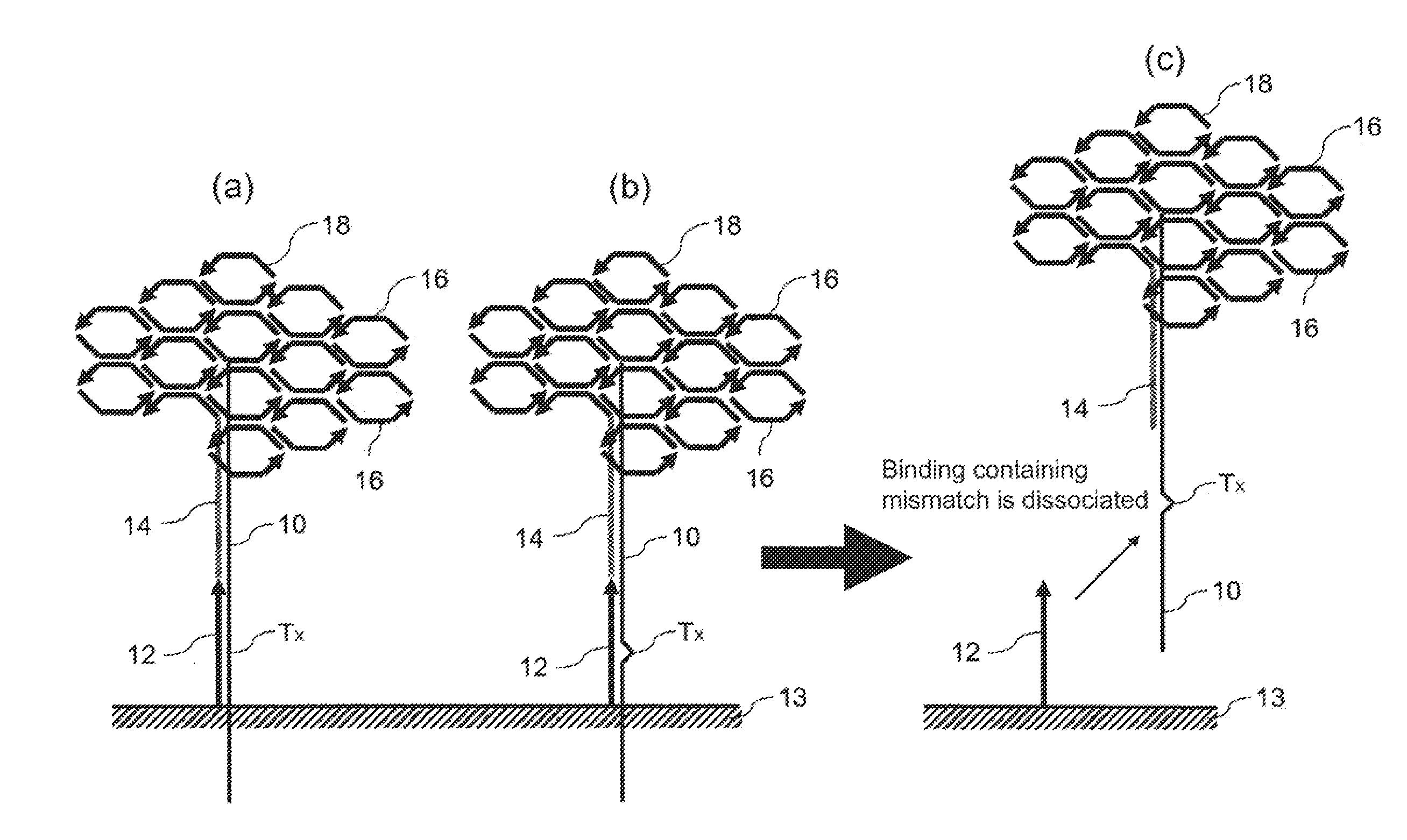 Method for detecting nucleotide mutation, and detection kit