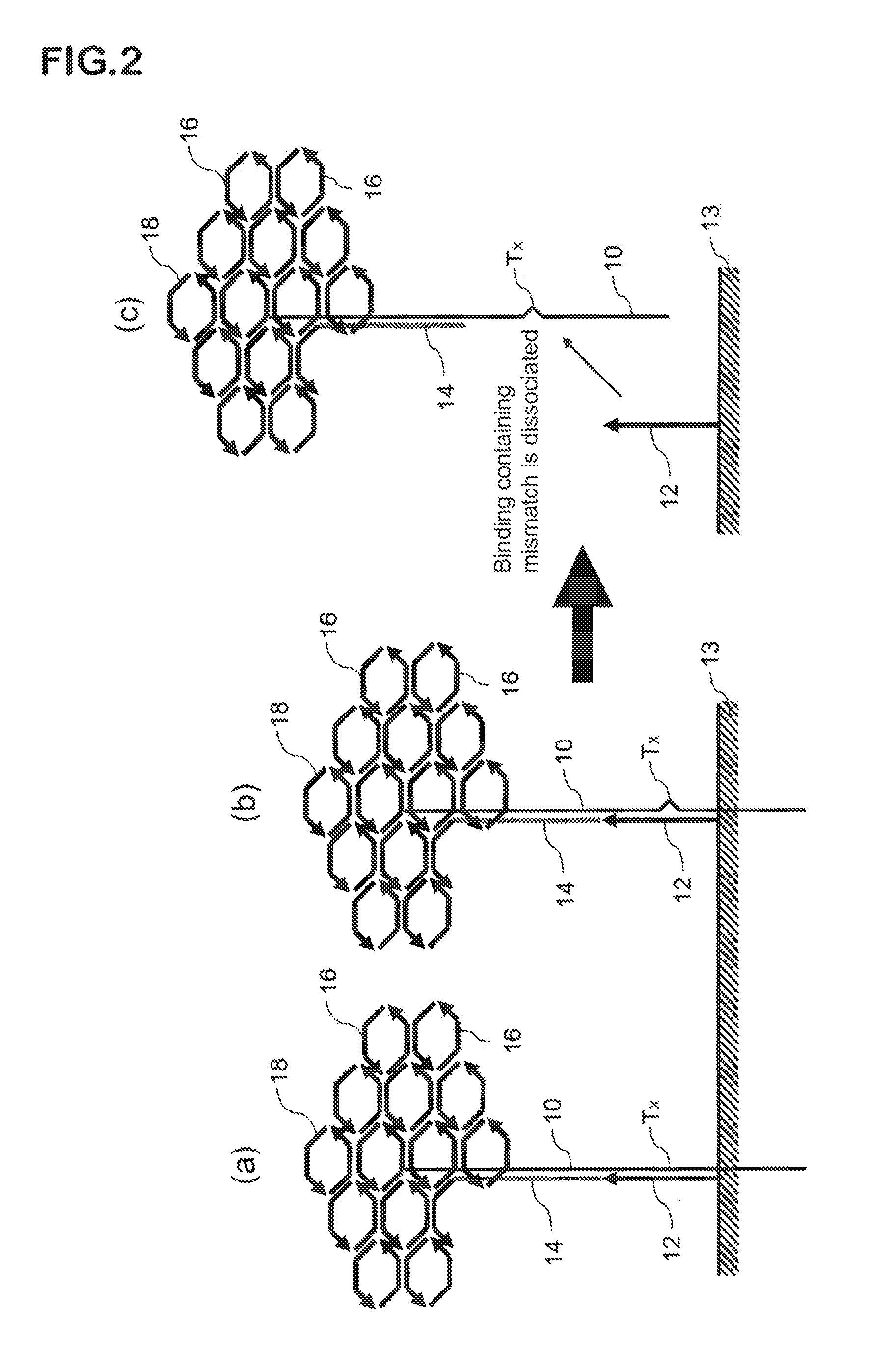 Method for detecting nucleotide mutation, and detection kit