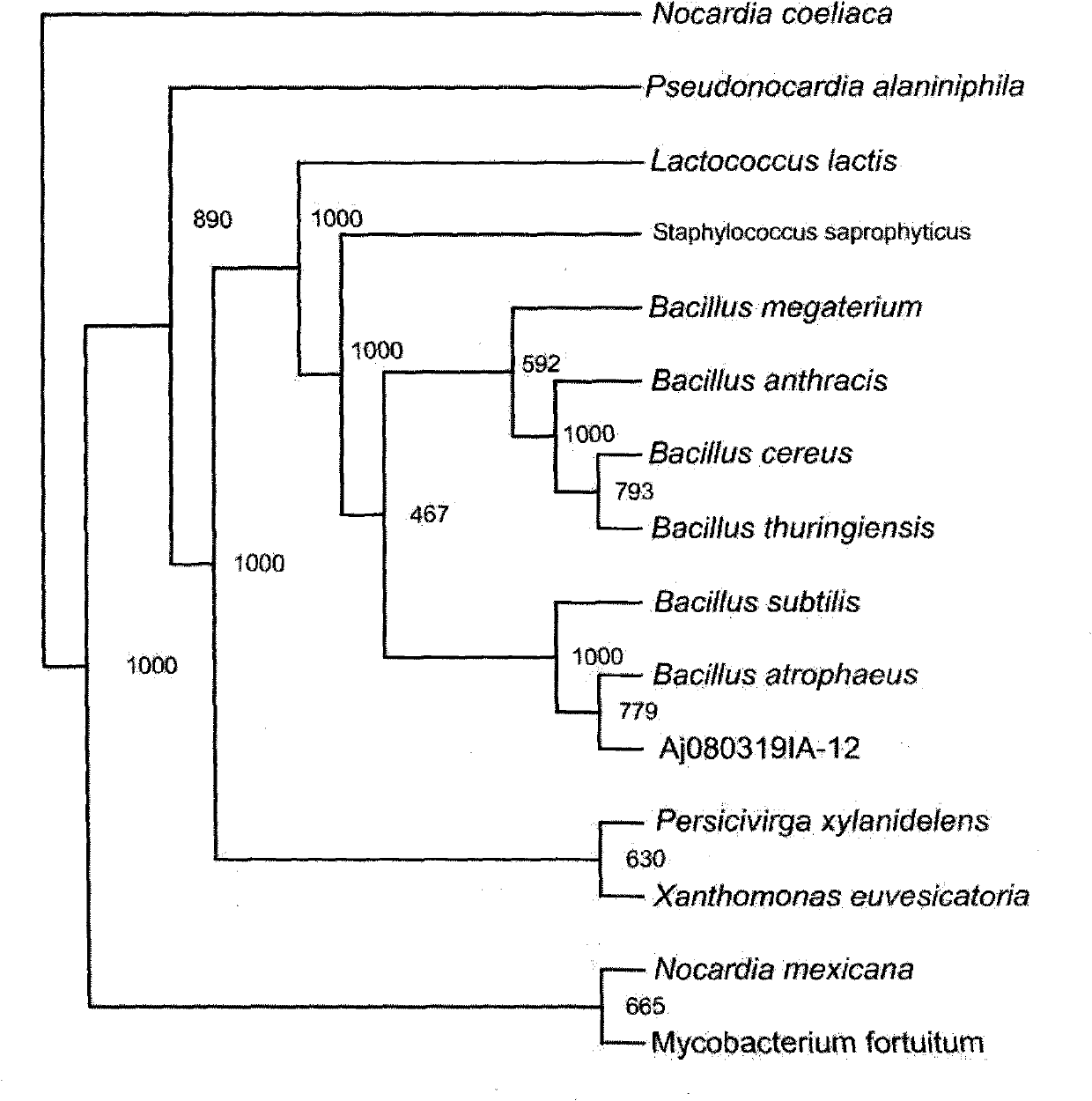 Bacillus atrophaeus, and preparation and application of bacillus atrophaeus