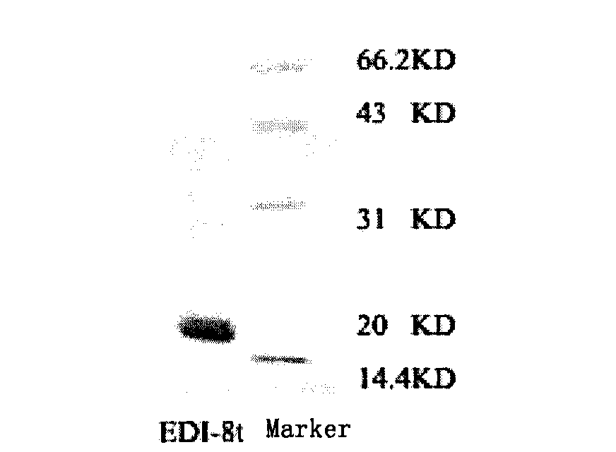 Recombinant EDI (Endothelial Genesis Inhibitor)-8t protein with endothelial cell growth inhibiting activity