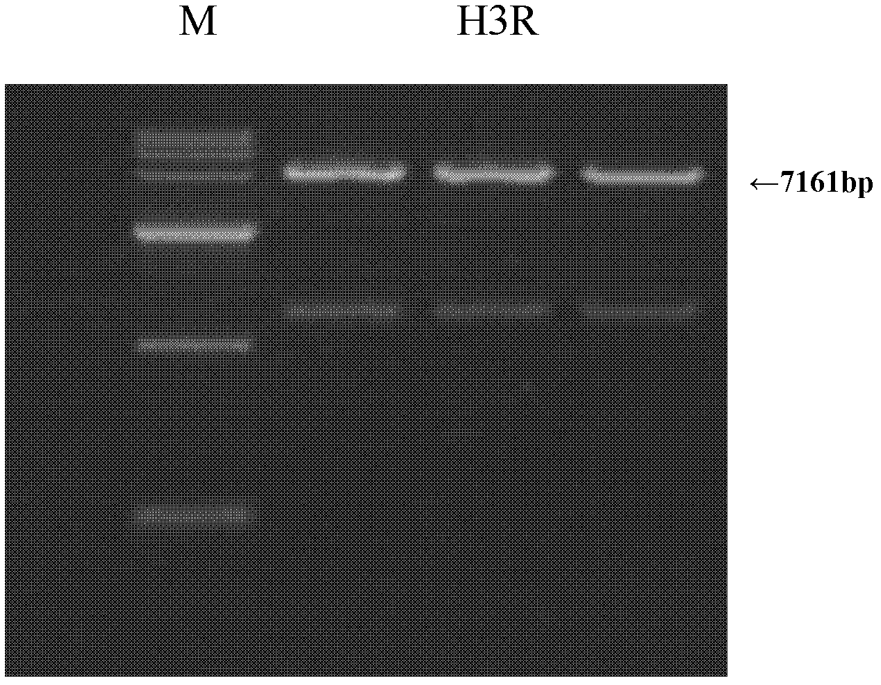 Construction method of recombinant HEK (human embryonic kidney) 293 cells highly expressing H3R (histamine receptor 3)