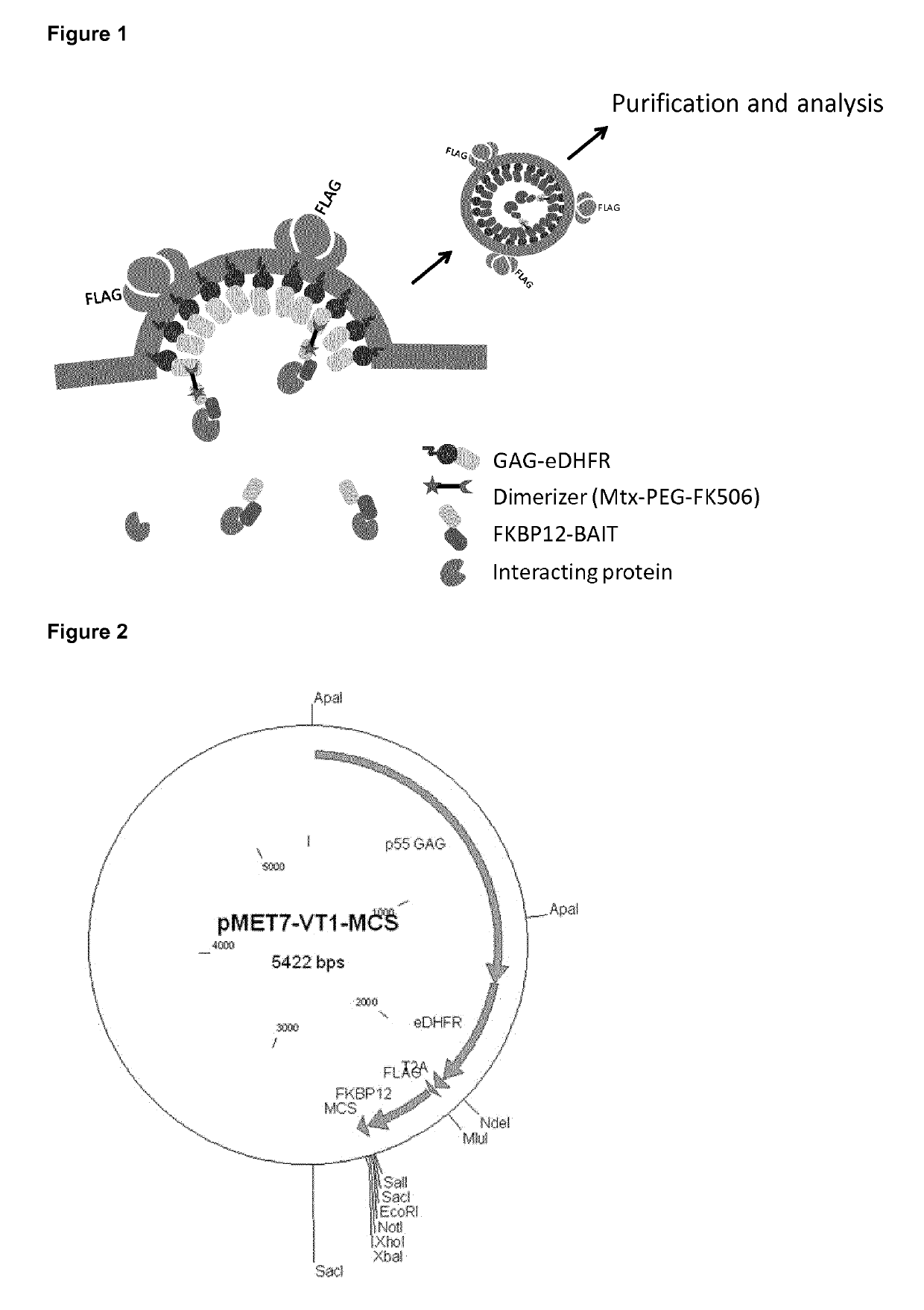 Trapping mammalian protein-protein complexes in virus-like particles utilizing HIV-1 GAG-bait fusion proteins