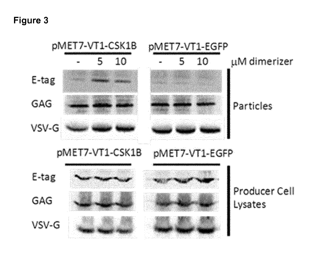 Trapping mammalian protein-protein complexes in virus-like particles utilizing HIV-1 GAG-bait fusion proteins