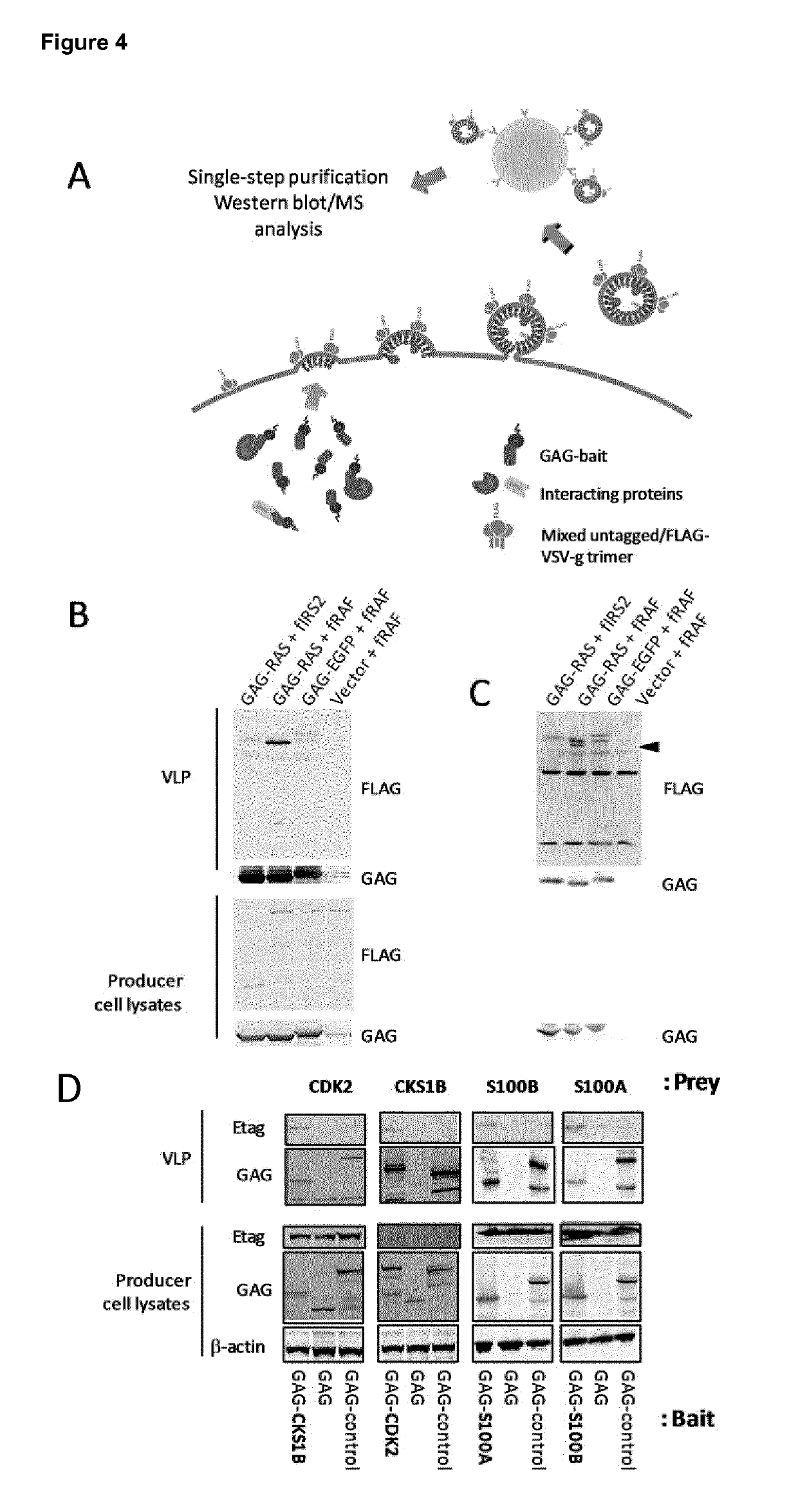 Trapping mammalian protein-protein complexes in virus-like particles utilizing HIV-1 GAG-bait fusion proteins