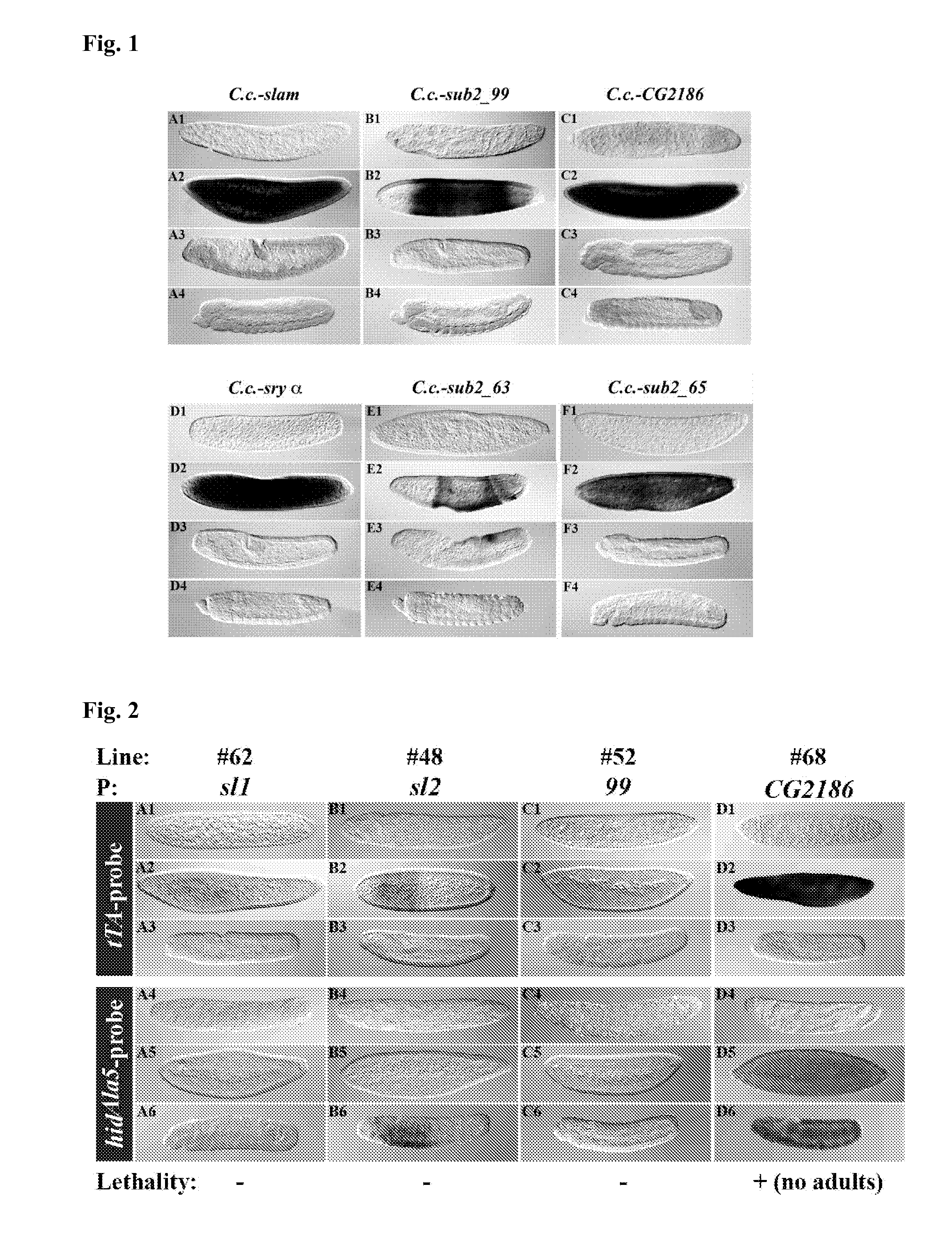 Development stage-specific lethality system for insect population control