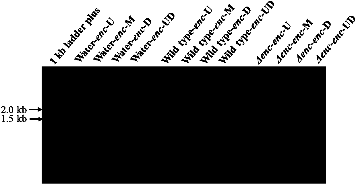 Antiviral compound, and preparation method and application of compound