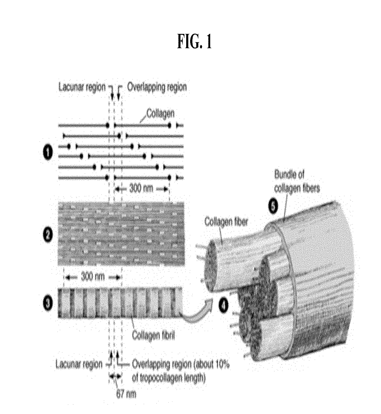 Method for making a biofabricated material containing collagen fibrils
