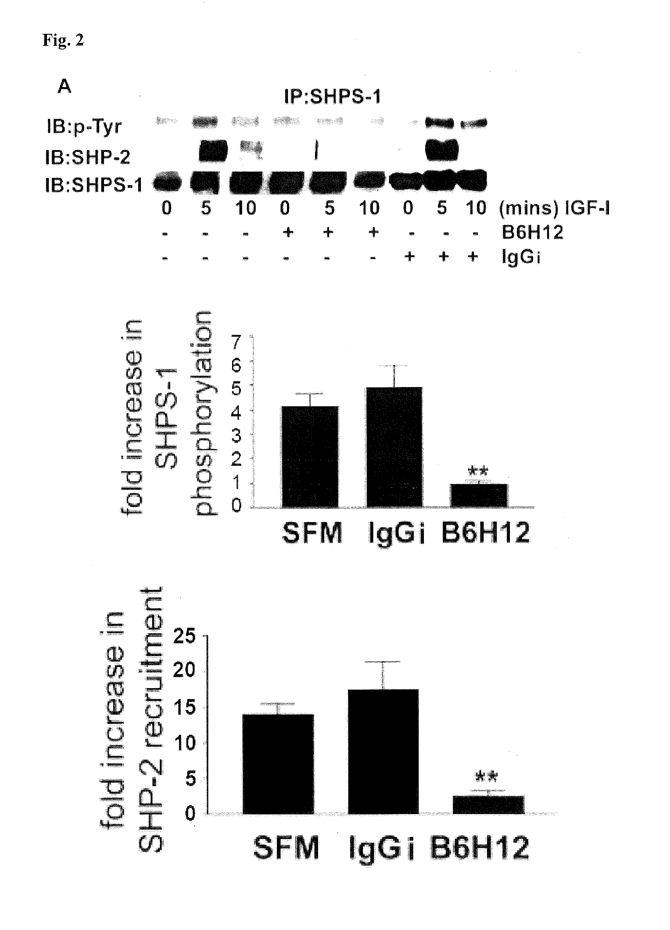 Methods for inhibiting diabetic retinopathy with an antibody against integrin associated protein (IAP)