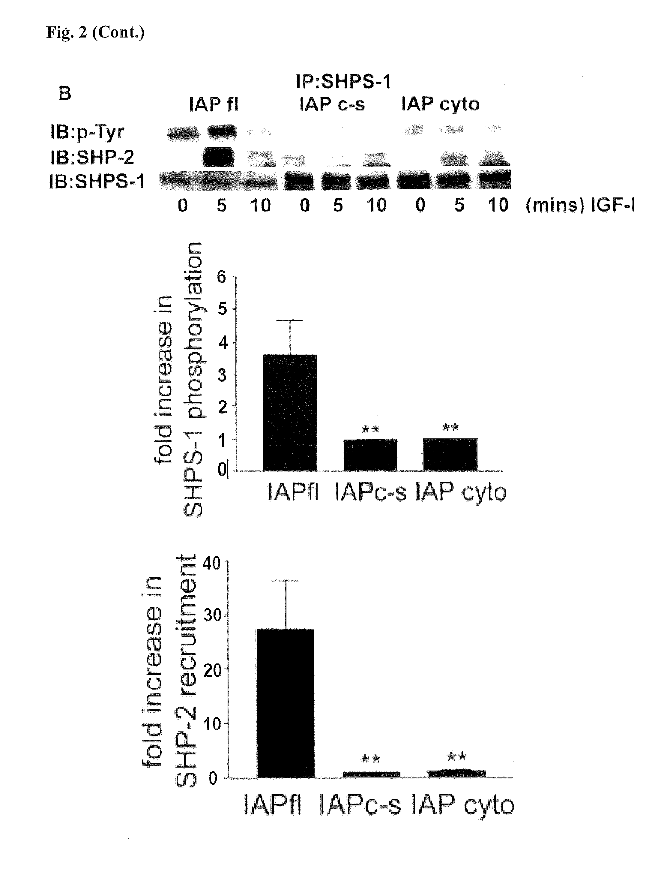 Methods for inhibiting diabetic retinopathy with an antibody against integrin associated protein (IAP)