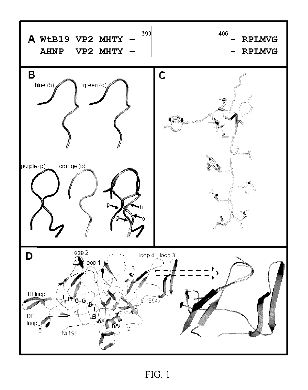 Polypeptides and vectors for targeting HER2/<i>neu </i>expressing cells and uses thereof