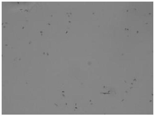 Clostridium kogasensis EO-08 and application thereof in degrading ethylene oxide
