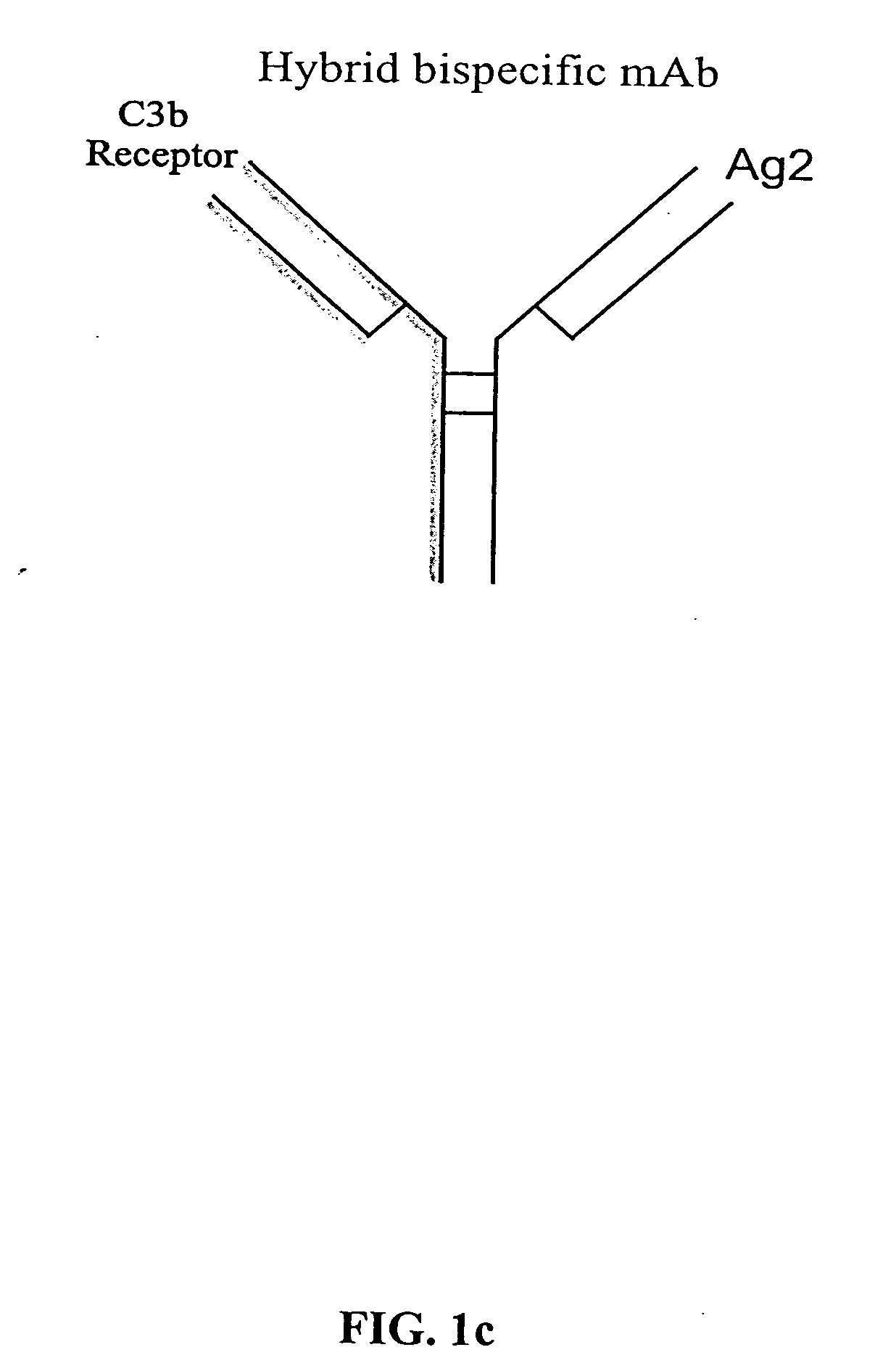 Bispecific molecules and uses thereof