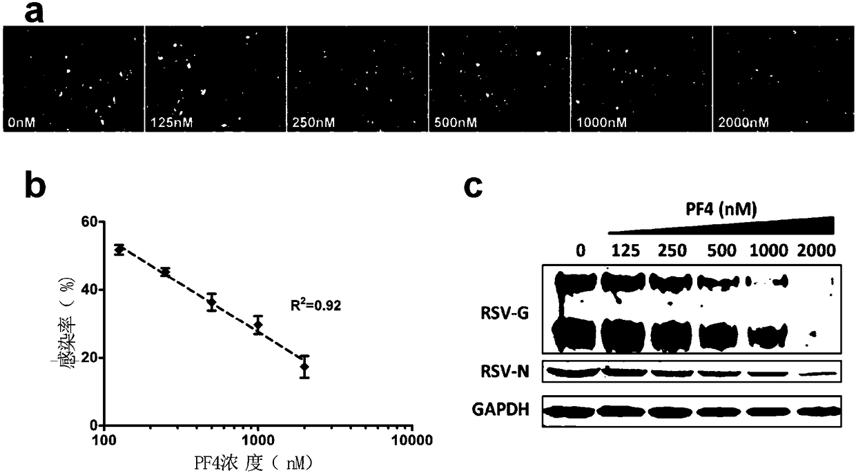 Applications of PF4 in resisting RSV