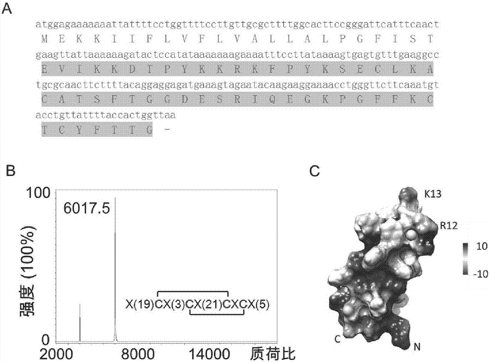 Centipede polypeptide SLP_SsTx as well as encoding gene and application thereof
