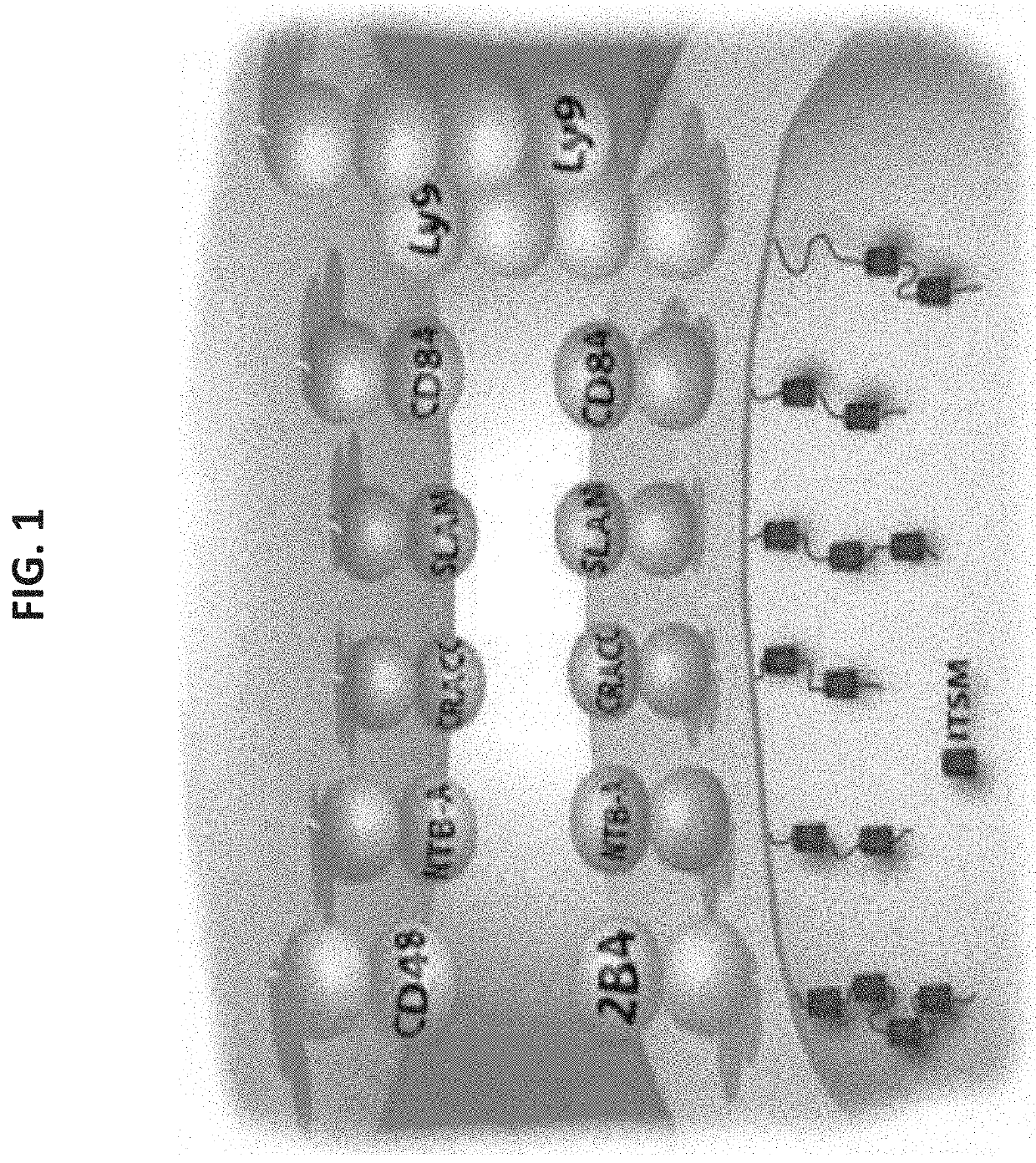 Compositions and methods for treating malignant, autoimmune and inflammatory diseases