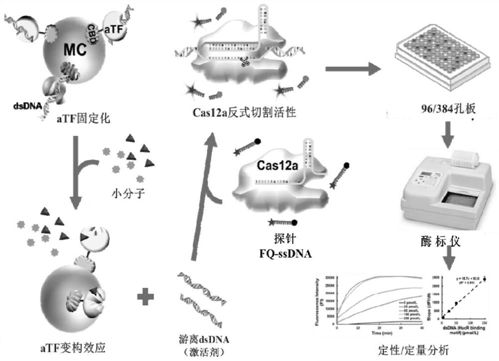 Biosensor and kit based on CRISPR/Cas12a system, and application of biosensor and kit in small molecule detection