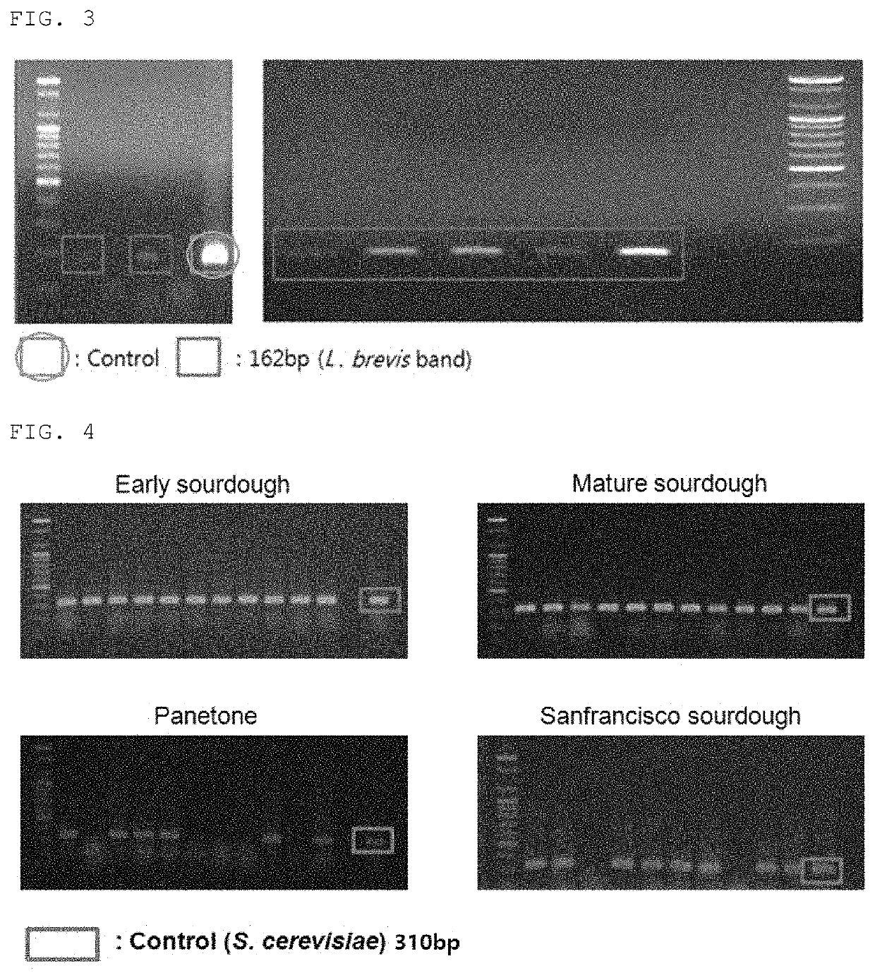 Natural yeast and lactic acid bacteria isolated from Korean traditional nuruk to be used for bakery