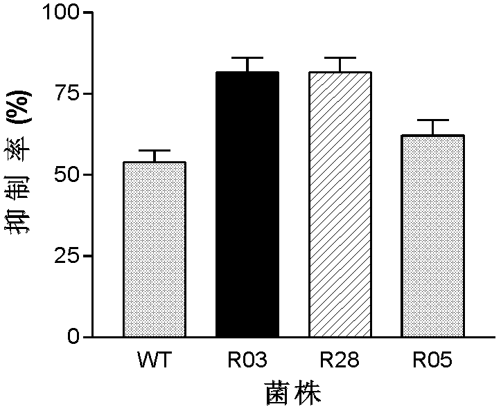 Mutant capable of raising cyclic lipopeptides antibiotic output by using RNA polymerase mutation, its preparation method and its application