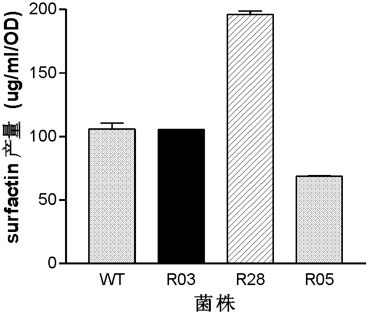 Mutant capable of raising cyclic lipopeptides antibiotic output by using RNA polymerase mutation, its preparation method and its application