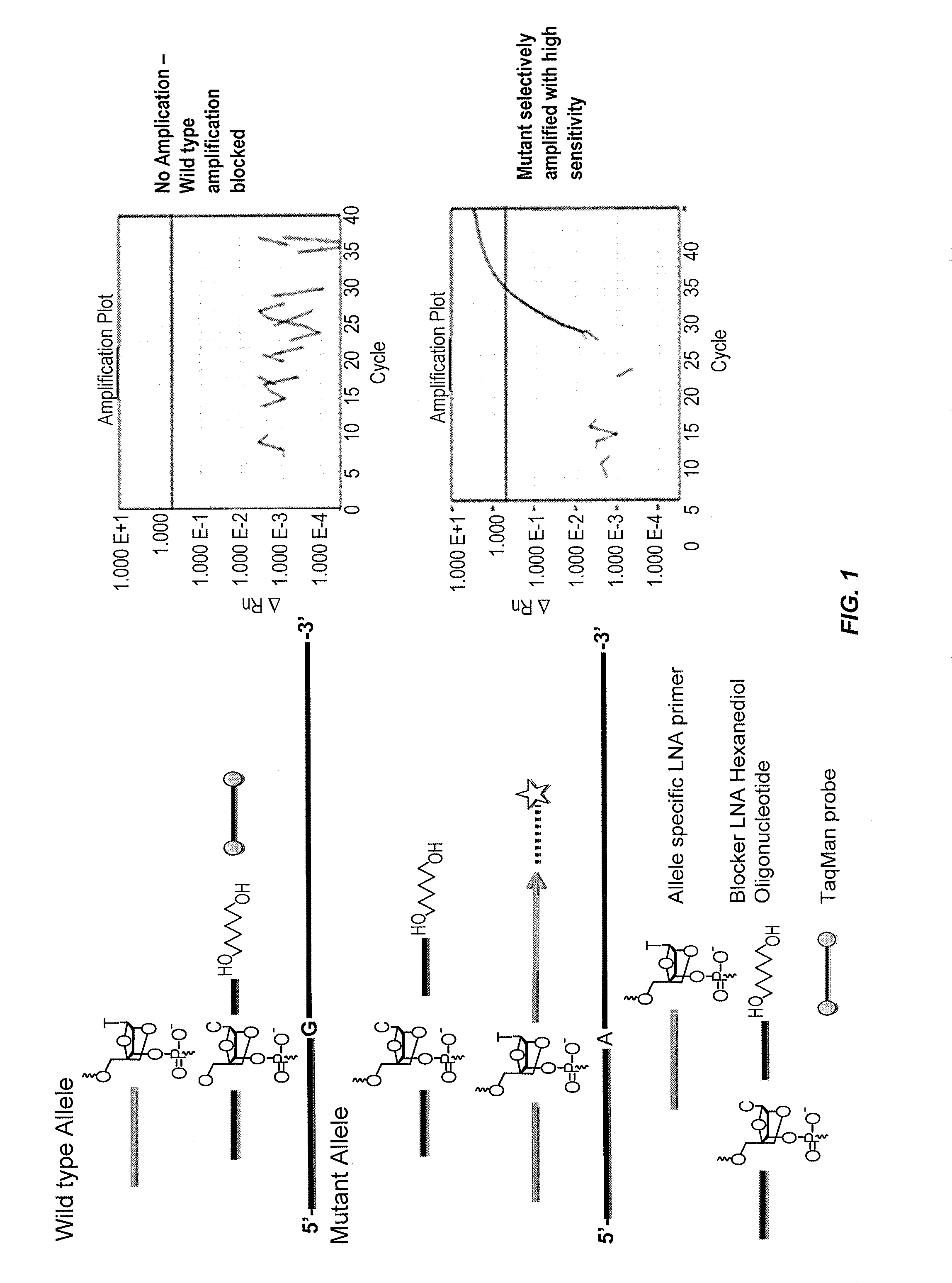 Compositions and methods for detecting allelic variants