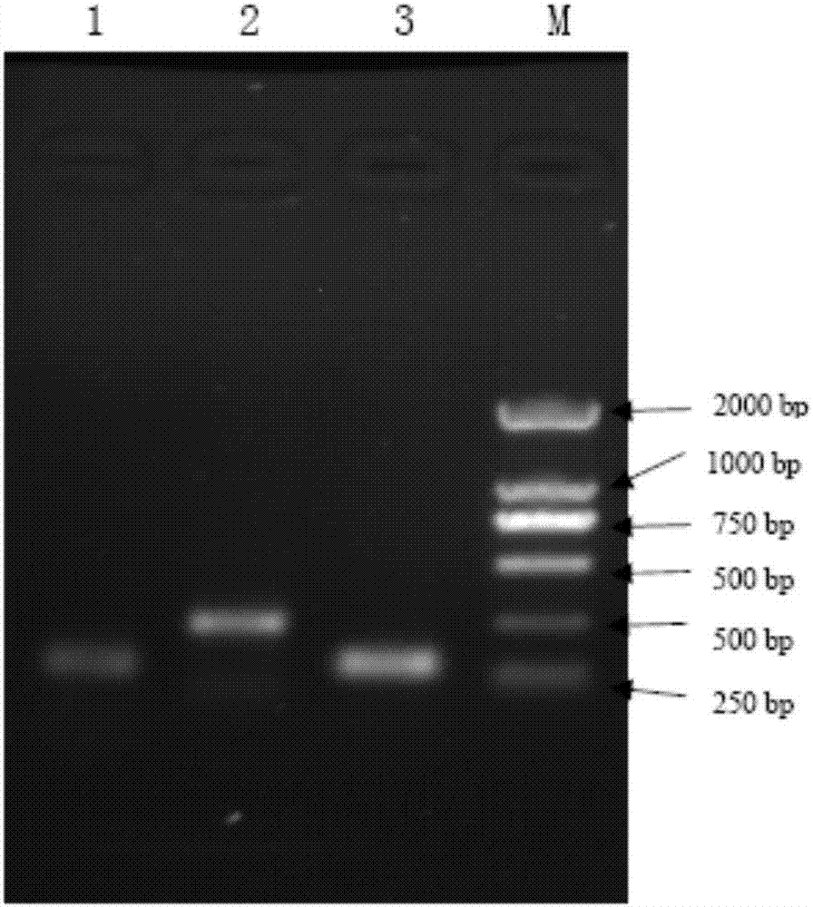siRNA for inhibiting gene expression of mice gonadotropin inhibitory hormone and application of siRNA