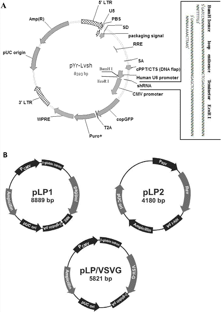 siRNA for inhibiting gene expression of mice gonadotropin inhibitory hormone and application of siRNA