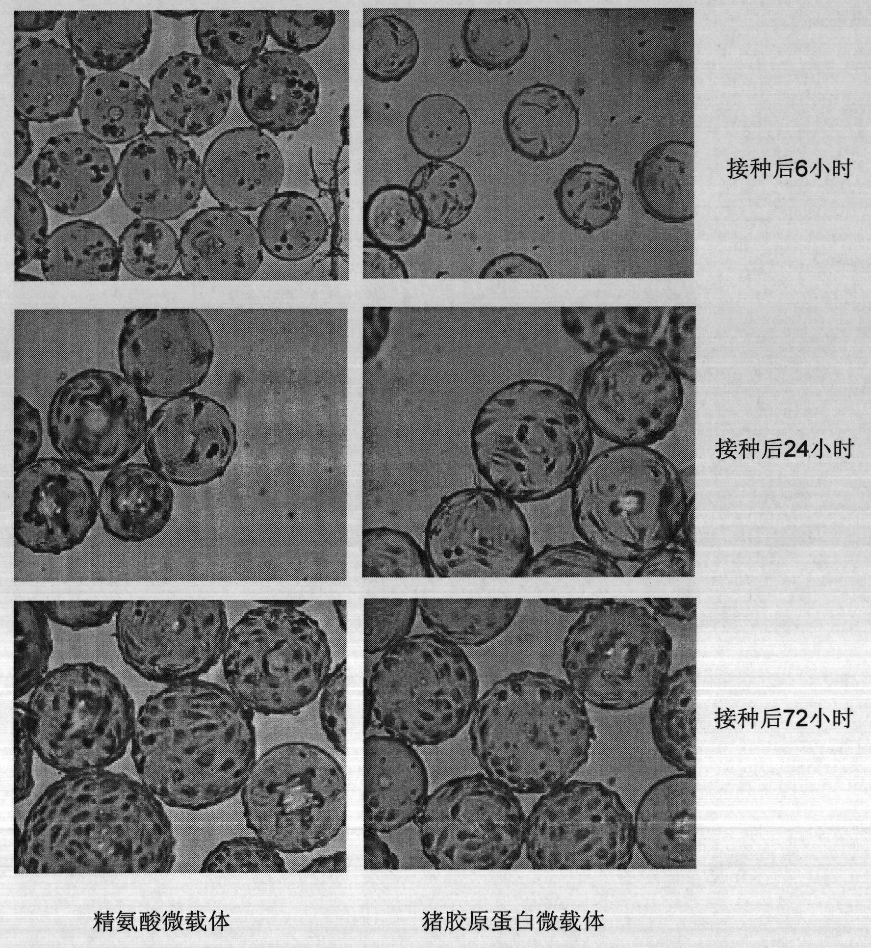 Microcarrier for culturing animal cell and crosslinking method thereof