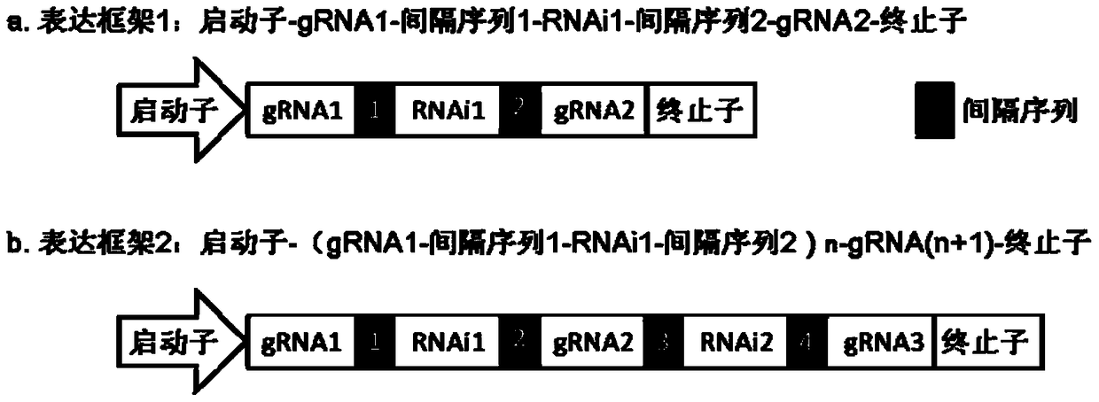 Expression framework for complex concatenated gRNAs and RNAi for vector expression