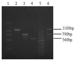 Multiplex pcr detection primer set for canine distemper virus, canine adenovirus type Ⅱ and canine parainfluenza virus