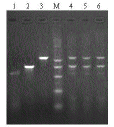 Multiplex pcr detection primer set for canine distemper virus, canine adenovirus type Ⅱ and canine parainfluenza virus