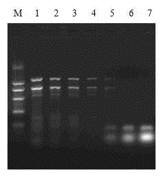 Multiplex pcr detection primer set for canine distemper virus, canine adenovirus type Ⅱ and canine parainfluenza virus