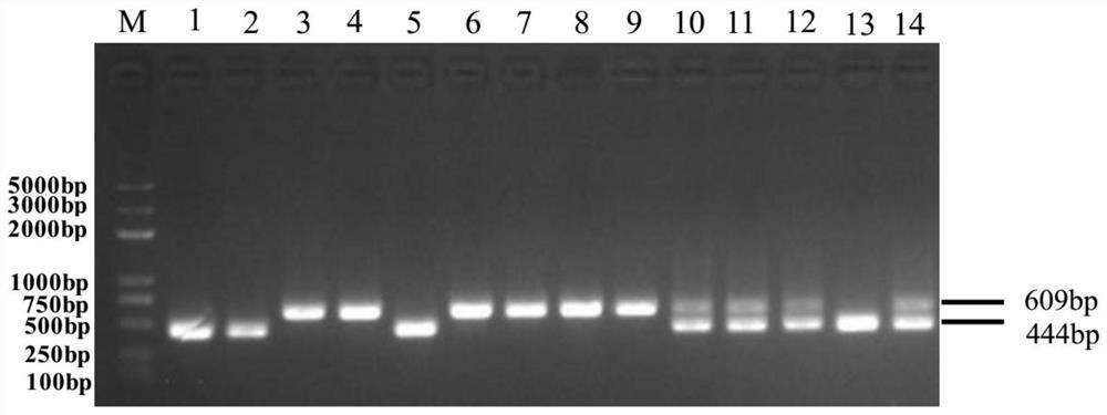 Molecular marker closely linked with tomato neck and root rot resistant gene Frl, and application of molecular marker