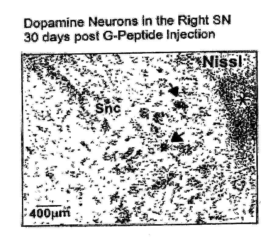 Amidated Dopamine Neuron Stimulating Peptides for CNS Dopaminergic Upregulation
