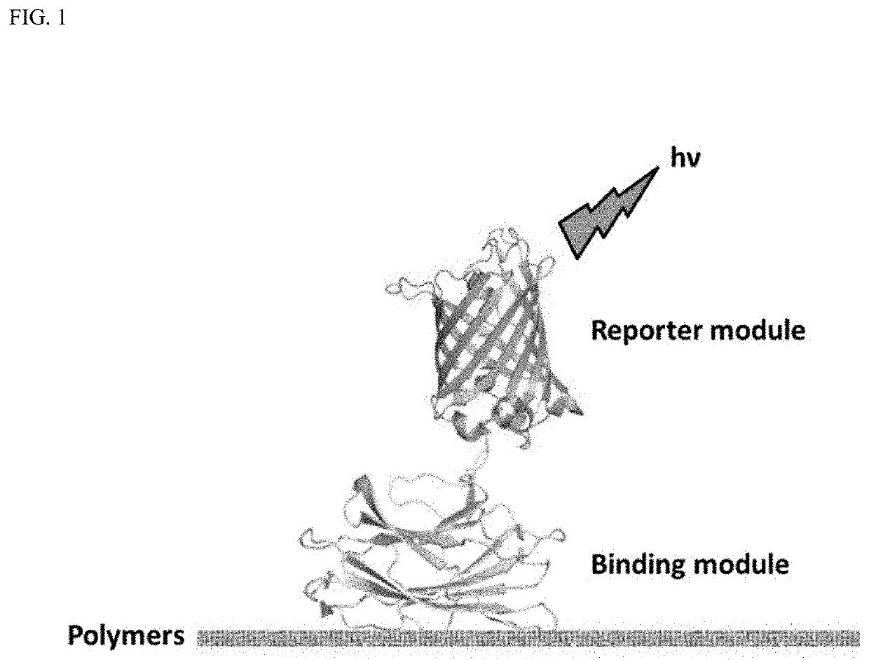 Polymer probes and methods