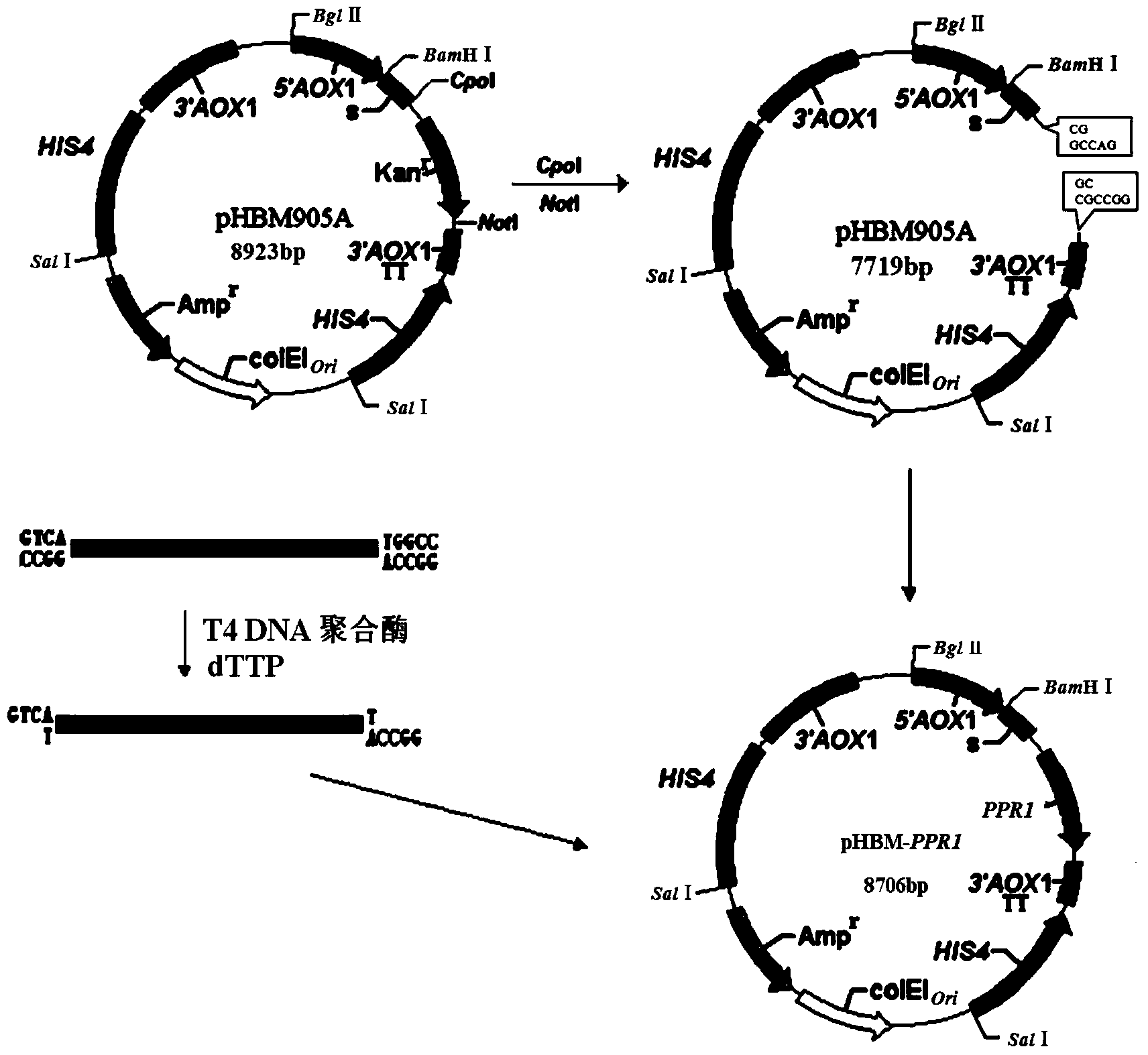 DNA (Deoxyribose Nucleic Acid) molecule, pichia pastoris recombinant plasmid and pichia pastoris recombinant bacterium for efficiently expressing PprI protein of deinococcus radiodurans