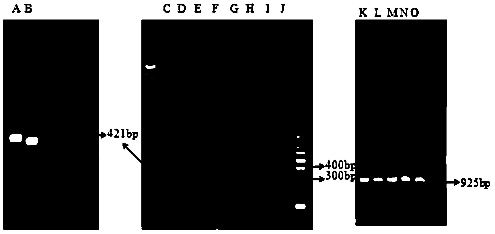 DNA (Deoxyribose Nucleic Acid) molecule, pichia pastoris recombinant plasmid and pichia pastoris recombinant bacterium for efficiently expressing PprI protein of deinococcus radiodurans