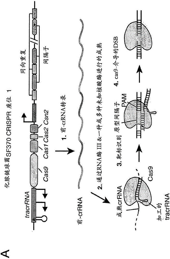 Delivery, engineering and optimization of tandem guide systems, methods and compositions for sequence manipulation