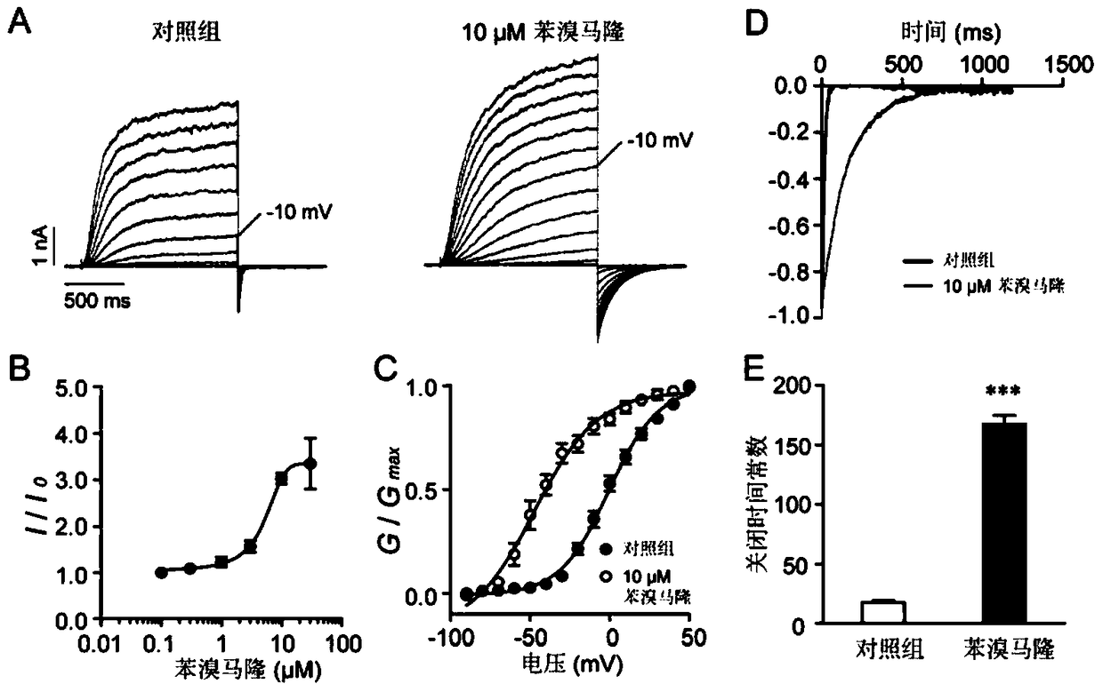 Application of benzbromarone in the preparation of voltage-gated potassium channel kcnq agonists